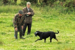 Dogs