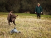 George Ashcroft Training his dog. 