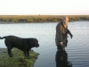 Ronnie Mason wildfowling with Jet at Lindisfarne.